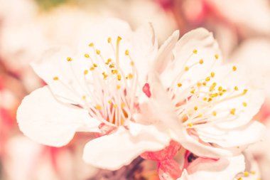 Bulanık çiçek arkaplanı. Dolu çiçekler ve orman ağacının ilk yaprakları. Bahar, ziyafet, kutlama ve güzel çiçek dekorasyonu konsepti. Yumuşak seçici bir odak ile yakın çekim. Ayarlanmış