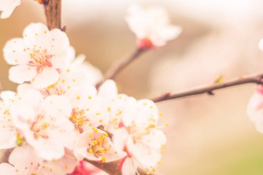 Bulanık çiçek arkaplanı. Dolu çiçekler ve orman ağacının ilk yaprakları. Bahar, ziyafet, kutlama ve güzel çiçek dekorasyonu konsepti. Yumuşak seçici bir odak ile yakın çekim. Ayarlanmış