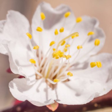 Bahar çiçek konsepti. Kayısı ağacının tam çiçek açmış. Soyut bulanık arka planda güzel çiçek. Yumuşak seçici odak ile detaylı closeup.