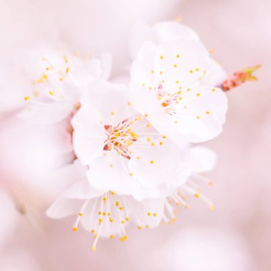 Bulanık çiçek arkaplanı. Dolu çiçekler ve orman ağacının ilk yaprakları. Bahar, ziyafet, kutlama ve güzel çiçek dekorasyonu konsepti. Yumuşak seçici odaklı yakın plan