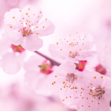 Bulanık çiçek arkaplanı. Dolu çiçekler ve orman ağacının ilk yaprakları. Bahar, ziyafet, kutlama ve güzel çiçek dekorasyonu konsepti. Yumuşak seçici bir odak ile yakın çekim. Ayarlanmış