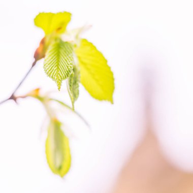 Bulanık çiçek arkaplanı. Dolu çiçekler ve orman ağacının ilk yaprakları. Bahar, ziyafet, kutlama ve güzel çiçek dekorasyonu konsepti. Yumuşak seçici odaklı yakın plan
