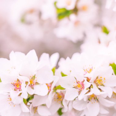 Bulanık çiçek arkaplanı. Dolu çiçekler ve orman ağacının ilk yaprakları. Bahar, ziyafet, kutlama ve güzel çiçek dekorasyonu konsepti. Yumuşak seçici odaklı yakın plan