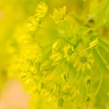 Bulanık çiçek arkaplanı. Dolu çiçekler ve orman ağacının ilk yaprakları. Bahar, ziyafet, kutlama ve güzel çiçek dekorasyonu konsepti. Yumuşak seçici odaklı yakın plan