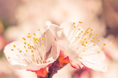 Bulanık çiçek arkaplanı. Dolu çiçekler ve orman ağacının ilk yaprakları. Bahar, ziyafet, kutlama ve güzel çiçek dekorasyonu konsepti. Yumuşak seçici bir odak ile yakın çekim. Ayarlanmış