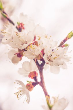 Bulanık çiçek arkaplanı. Dolu çiçekler ve orman ağacının ilk yaprakları. Bahar, ziyafet, kutlama ve güzel çiçek dekorasyonu konsepti. Yumuşak seçici bir odak ile yakın çekim. Ayarlanmış