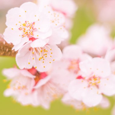 Bulanık çiçek arkaplanı. Dolu çiçekler ve orman ağacının ilk yaprakları. Bahar, ziyafet, kutlama ve güzel çiçek dekorasyonu konsepti. Yumuşak seçici odaklı yakın plan