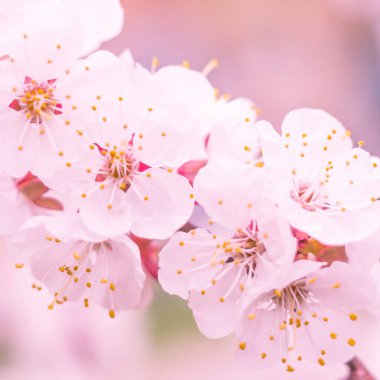 Bulanık çiçek arkaplanı. Dolu çiçekler ve orman ağacının ilk yaprakları. Bahar, ziyafet, kutlama ve güzel çiçek dekorasyonu konsepti. Yumuşak seçici bir odak ile yakın çekim. Ayarlanmış