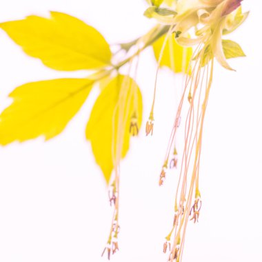 Bulanık çiçek arkaplanı. Dolu çiçekler ve orman ağacının ilk yaprakları. Bahar, ziyafet, kutlama ve güzel çiçek dekorasyonu konsepti. Yumuşak seçici bir odak ile yakın çekim. Ayarlanmış