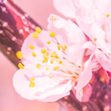 Bulanık çiçek arkaplanı. Dolu çiçekler ve orman ağacının ilk yaprakları. Bahar, ziyafet, kutlama ve güzel çiçek dekorasyonu konsepti. Yumuşak seçici bir odak ile yakın çekim. Ayarlanmış