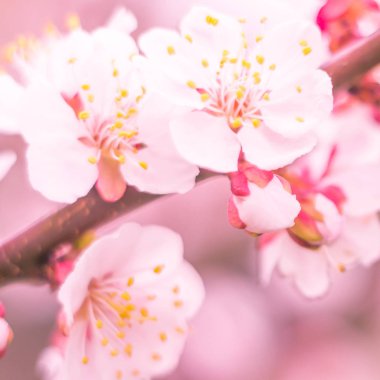 Bulanık çiçek arkaplanı. Dolu çiçekler ve orman ağacının ilk yaprakları. Bahar, ziyafet, kutlama ve güzel çiçek dekorasyonu konsepti. Yumuşak seçici bir odak ile yakın çekim. Ayarlanmış
