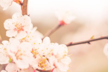 Bulanık çiçek arkaplanı. Dolu çiçekler ve orman ağacının ilk yaprakları. Bahar, ziyafet, kutlama ve güzel çiçek dekorasyonu konsepti. Yumuşak seçici bir odak ile yakın çekim. Ayarlanmış