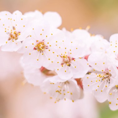 Bulanık çiçek arkaplanı. Dolu çiçekler ve orman ağacının ilk yaprakları. Bahar, ziyafet, kutlama ve güzel çiçek dekorasyonu konsepti. Yumuşak seçici odaklı yakın plan