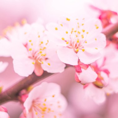 Bulanık çiçek arkaplanı. Dolu çiçekler ve orman ağacının ilk yaprakları. Bahar, ziyafet, kutlama ve güzel çiçek dekorasyonu konsepti. Yumuşak seçici bir odak ile yakın çekim. Ayarlanmış