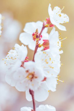 Bulanık çiçek arkaplanı. Dolu çiçekler ve orman ağacının ilk yaprakları. Bahar, ziyafet, kutlama ve güzel çiçek dekorasyonu konsepti. Yumuşak seçici bir odak ile yakın çekim. Ayarlanmış