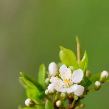 Bahar çiçeği konsepti. Orman kiraz eriği ağacıyla dolu. Soyut, bulanık bir arkaplanda güzel bir çiçek. Yumuşak seçici odaklı yakın plan.