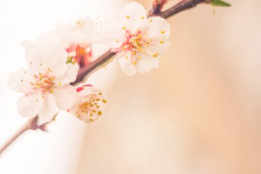 Bulanık çiçek arkaplanı. Dolu çiçekler ve orman ağacının ilk yaprakları. Bahar, ziyafet, kutlama ve güzel çiçek dekorasyonu konsepti. Yumuşak seçici bir odak ile yakın çekim. Ayarlanmış