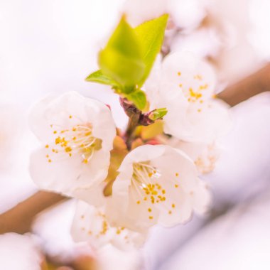 Bulanık çiçek arkaplanı. Dolu çiçekler ve orman ağacının ilk yaprakları. Bahar, ziyafet, kutlama ve güzel çiçek dekorasyonu konsepti. Yumuşak seçici odaklı yakın plan