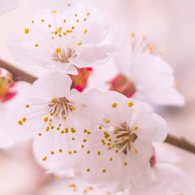 Bulanık çiçek arkaplanı. Dolu çiçekler ve orman ağacının ilk yaprakları. Bahar, ziyafet, kutlama ve güzel çiçek dekorasyonu konsepti. Yumuşak seçici odaklı yakın plan