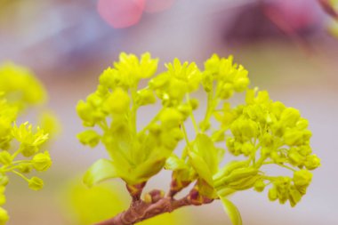 Bulanık çiçek arkaplanı. Dolu çiçekler ve orman ağacının ilk yaprakları. Bahar, ziyafet, kutlama ve güzel çiçek dekorasyonu konsepti. Yumuşak seçici bir odak ile yakın çekim. Ayarlanmış