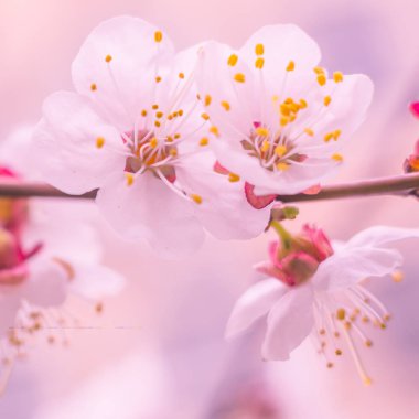 Bulanık çiçek arkaplanı. Dolu çiçekler ve orman ağacının ilk yaprakları. Bahar, ziyafet, kutlama ve güzel çiçek dekorasyonu konsepti. Yumuşak seçici bir odak ile yakın çekim. Ayarlanmış