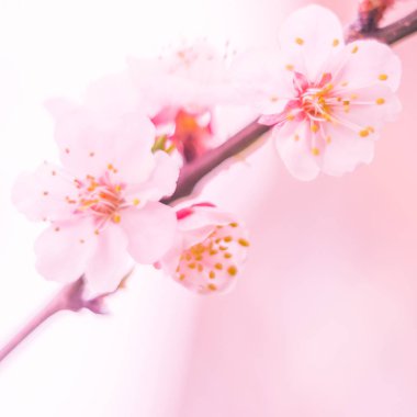 Bulanık çiçek arkaplanı. Dolu çiçekler ve orman ağacının ilk yaprakları. Bahar, ziyafet, kutlama ve güzel çiçek dekorasyonu konsepti. Yumuşak seçici bir odak ile yakın çekim. Ayarlanmış