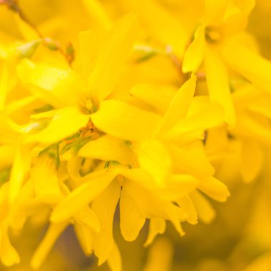 Bulanık çiçek arkaplanı. Dolu çiçekler ve orman ağacının ilk yaprakları. Bahar, ziyafet, kutlama ve güzel çiçek dekorasyonu konsepti. Yumuşak seçici bir odak ile yakın çekim. Ayarlanmış