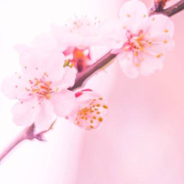 Bulanık çiçek arkaplanı. Dolu çiçekler ve orman ağacının ilk yaprakları. Bahar, ziyafet, kutlama ve güzel çiçek dekorasyonu konsepti. Yumuşak seçici bir odak ile yakın çekim. Ayarlanmış