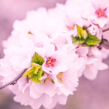Bulanık çiçek arkaplanı. Dolu çiçekler ve orman ağacının ilk yaprakları. Bahar, ziyafet, kutlama ve güzel çiçek dekorasyonu konsepti. Yumuşak seçici bir odak ile yakın çekim. Ayarlanmış