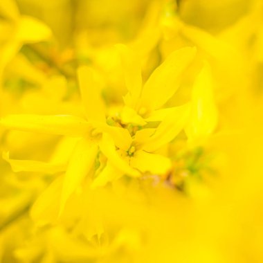 Bulanık çiçek arkaplanı. Dolu çiçekler ve orman ağacının ilk yaprakları. Bahar, ziyafet, kutlama ve güzel çiçek dekorasyonu konsepti. Yumuşak seçici odaklı yakın plan