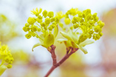 Bulanık çiçek arkaplanı. Dolu çiçekler ve orman ağacının ilk yaprakları. Bahar, ziyafet, kutlama ve güzel çiçek dekorasyonu konsepti. Yumuşak seçici bir odak ile yakın çekim. Ayarlanmış