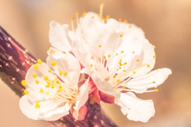 Bulanık çiçek arkaplanı. Dolu çiçekler ve orman ağacının ilk yaprakları. Bahar, ziyafet, kutlama ve güzel çiçek dekorasyonu konsepti. Yumuşak seçici bir odak ile yakın çekim. Ayarlanmış