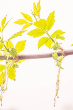 Bulanık çiçek arkaplanı. Dolu çiçekler ve orman ağacının ilk yaprakları. Bahar, ziyafet, kutlama ve güzel çiçek dekorasyonu konsepti. Yumuşak seçici bir odak ile yakın çekim. Ayarlanmış