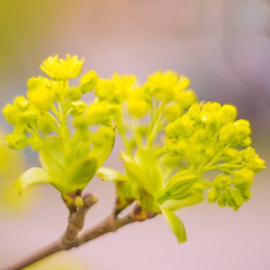 Bulanık çiçek arkaplanı. Dolu çiçekler ve orman ağacının ilk yaprakları. Bahar, ziyafet, kutlama ve güzel çiçek dekorasyonu konsepti. Yumuşak seçici odaklı yakın plan