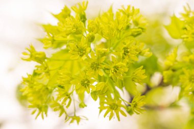 Bulanık çiçek arkaplanı. Dolu çiçekler ve orman ağacının ilk yaprakları. Bahar, ziyafet, kutlama ve güzel çiçek dekorasyonu konsepti. Yumuşak seçici bir odak ile yakın çekim. Ayarlanmış