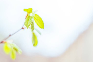 Bulanık çiçek arkaplanı. Dolu çiçekler ve orman ağacının ilk yaprakları. Bahar, ziyafet, kutlama ve güzel çiçek dekorasyonu konsepti. Yumuşak seçici bir odak ile yakın çekim. Ayarlanmış
