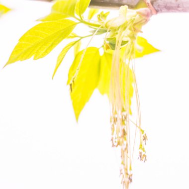 Bulanık çiçek arkaplanı. Dolu çiçekler ve orman ağacının ilk yaprakları. Bahar, ziyafet, kutlama ve güzel çiçek dekorasyonu konsepti. Yumuşak seçici odaklı yakın plan