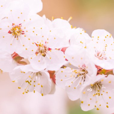 Bulanık çiçek arkaplanı. Dolu çiçekler ve orman ağacının ilk yaprakları. Bahar, ziyafet, kutlama ve güzel çiçek dekorasyonu konsepti. Yumuşak seçici odaklı yakın plan