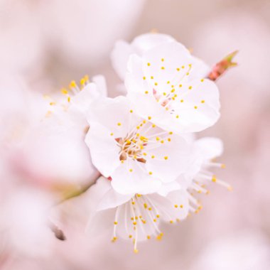 Bulanık çiçek arkaplanı. Dolu çiçekler ve orman ağacının ilk yaprakları. Bahar, ziyafet, kutlama ve güzel çiçek dekorasyonu konsepti. Yumuşak seçici odaklı yakın plan
