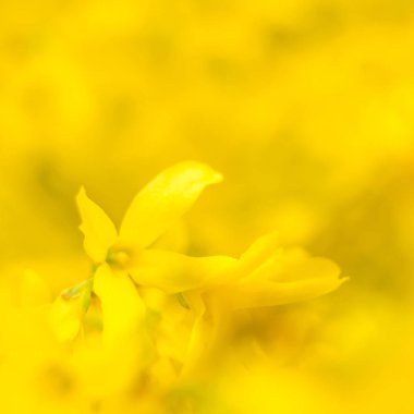 Bulanık çiçek arkaplanı. Dolu çiçekler ve orman ağacının ilk yaprakları. Bahar, ziyafet, kutlama ve güzel çiçek dekorasyonu konsepti. Yumuşak seçici odaklı yakın plan