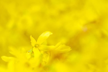 Bulanık çiçek arkaplanı. Dolu çiçekler ve orman ağacının ilk yaprakları. Bahar, ziyafet, kutlama ve güzel çiçek dekorasyonu konsepti. Yumuşak seçici bir odak ile yakın çekim. Ayarlanmış