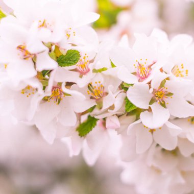 Bulanık çiçek arkaplanı. Dolu çiçekler ve orman ağacının ilk yaprakları. Bahar, ziyafet, kutlama ve güzel çiçek dekorasyonu konsepti. Yumuşak seçici odaklı yakın plan