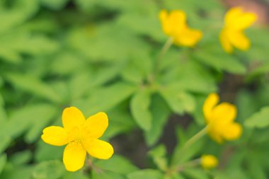 Bulanık çiçek arkaplanı. Dolu çiçekler ve orman ağacının ilk yaprakları. Bahar, ziyafet, kutlama ve güzel çiçek dekorasyonu konsepti. Yumuşak seçici bir odak ile yakın çekim. Ayarlanmış