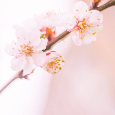 Bulanık çiçek arkaplanı. Dolu çiçekler ve orman ağacının ilk yaprakları. Bahar, ziyafet, kutlama ve güzel çiçek dekorasyonu konsepti. Yumuşak seçici odaklı yakın plan