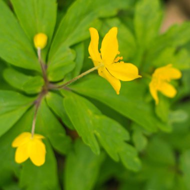 Bulanık çiçek arkaplanı. Dolu çiçekler ve orman ağacının ilk yaprakları. Bahar, ziyafet, kutlama ve güzel çiçek dekorasyonu konsepti. Yumuşak seçici odaklı yakın plan