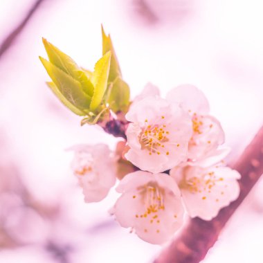 Bulanık çiçek arkaplanı. Dolu çiçekler ve orman ağacının ilk yaprakları. Bahar, ziyafet, kutlama ve güzel çiçek dekorasyonu konsepti. Yumuşak seçici bir odak ile yakın çekim. Ayarlanmış