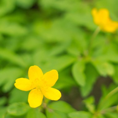 Bulanık çiçek arkaplanı. Dolu çiçekler ve orman ağacının ilk yaprakları. Bahar, ziyafet, kutlama ve güzel çiçek dekorasyonu konsepti. Yumuşak seçici odaklı yakın plan