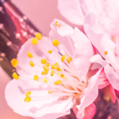 Bulanık çiçek arkaplanı. Dolu çiçekler ve orman ağacının ilk yaprakları. Bahar, ziyafet, kutlama ve güzel çiçek dekorasyonu konsepti. Yumuşak seçici bir odak ile yakın çekim. Ayarlanmış