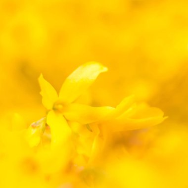 Bulanık çiçek arkaplanı. Dolu çiçekler ve orman ağacının ilk yaprakları. Bahar, ziyafet, kutlama ve güzel çiçek dekorasyonu konsepti. Yumuşak seçici bir odak ile yakın çekim. Ayarlanmış