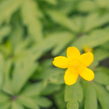 Bulanık çiçek arkaplanı. Dolu çiçekler ve orman ağacının ilk yaprakları. Bahar, ziyafet, kutlama ve güzel çiçek dekorasyonu konsepti. Yumuşak seçici bir odak ile yakın çekim. Ayarlanmış